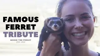 Pet Loss Support : Goodbye to My Famous Ferret Moose Who Went Viral!