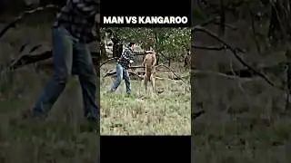 kangaroo vs man 