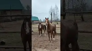 ЭТО ЛЮБОВЬ #short #shorts #horse #equestrian #shortsvideo