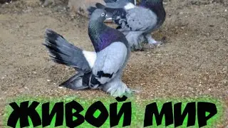 Статные голуби из Казахстана