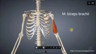 M. biceps brachii