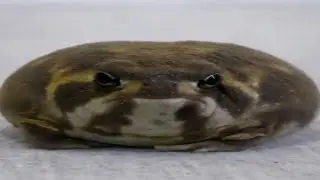 sapo