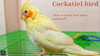 How to hand feed baby cockatiels in Tamil/How to bathe your Cockatiel Chicks/Cockatiel Shower time