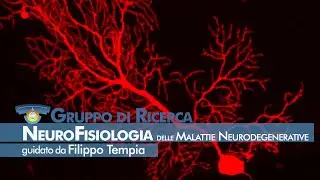 NICO - Neurofisiologia delle Malattie Neurodegenerative