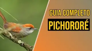 Pichororé: Guia completo de criação!