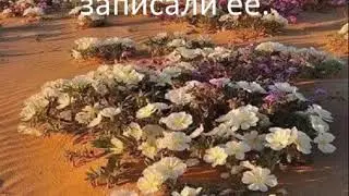 Ave  Maria  ( АВЕ МАРИЯ)  на арамейском языкеYouTube