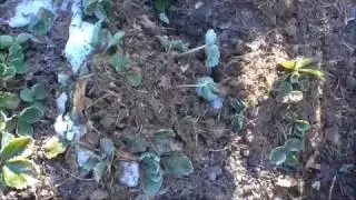 Укрытие клубники на зиму  Использование сосновой хвои