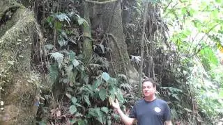 Martinique Rain Forest Hike