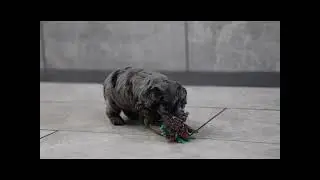 Meet Eyeore the Cockapoo Puppy!