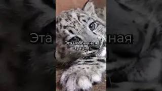 ЧТО ДЕЛАЛИ КОТЯТА-ИРБИСЯТА?