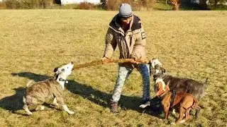 AMSTAFF THOR ZİYARETİMİZE GELDİ. YAVRU BULLDOG'U SOSYALLEŞTİRİYORUZ.