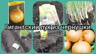 Лук из чернушки? 🤔ЛЕГКО!!!!🔥