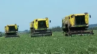 [Très RARE] Broad bean harvest with 5 Ploeger