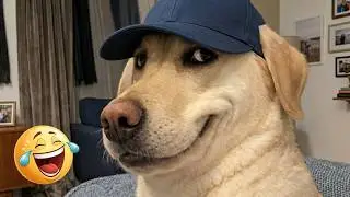 Ultimate Dogs Funny Moments | Cutest Pet Compilation 2026