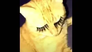 Cat wearing lashes