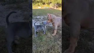 💪🤪 XL vs Pocket Puppies  Faceoff .. #xlbully #pocketbully #americanbully #abkc #dogs #puppies