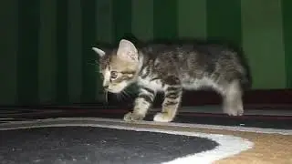 Viral Anakan kucing jawa kawin sama kucing persia Lucu Banget