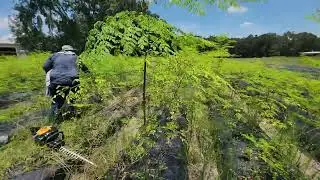 How to Grow Moringa for Leaf