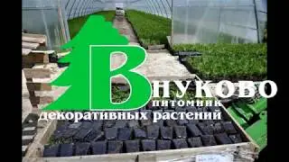 Туи для доращивания