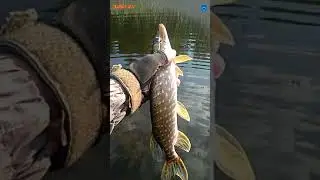 ПОЙМАЛ - ОТПУСТИ. FISH FOR TOMORROW. 
