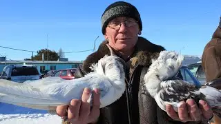 Голубиная Ярмарка г.Костанай (21 марта 2021 год)
