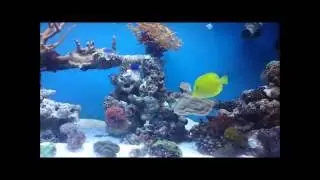My 160 gallon mixed reef tank in H.D