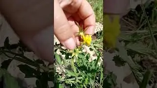 Помидоры открытого грунта