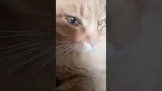 Мордашка😘💓 Музыка Автора 