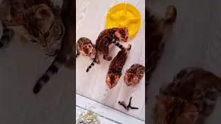 -Как собрать всех в один кадр? И что бы все удачно вышли!!! - Никак))) Фото и видео съёмка котят