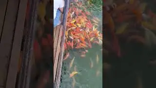 Lots of Fish-Fish Feeding at Nuvali Park