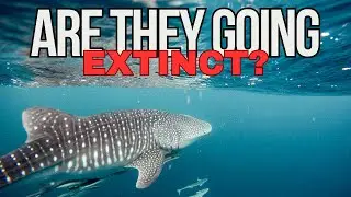 Migratory Species at Risk: A Call to Protect