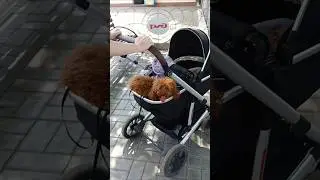 #матьодиночка