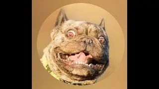 смешные купашки котиков