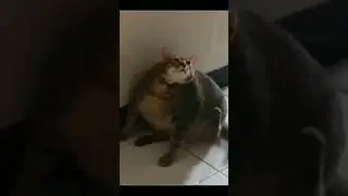 Пухлый кот не может себя почесать#кот #мем