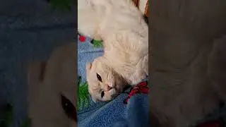 Тяжёлые трудовые будни... #shorts