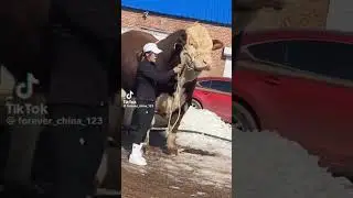 ВОТ ЭТО БЫК