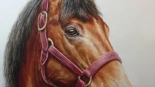 Dipinto ad acquerello, speedpaint cavallo