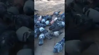 Исфана капутарлар🤭🤭🤭
