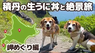 02【北海道一周 車中泊の旅】絶品生うに丼と積丹ブルーの絶景岬めぐり 北海道広すぎる -犬連れ夫婦キャンプ-