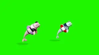 Dolphin Green screen - dancing dolphin green screen