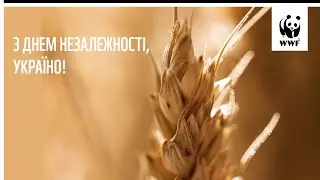 З Днем Незалежності, Україно!