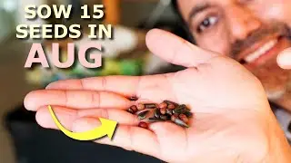 15 Seeds You MUST Grow in August
