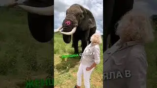 Слон решил пошутить