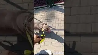 Булли засыхает #americanbully #dog #shorts #собака #американскийбулли #животные #dogtop