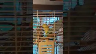 21.15 26/06/24 Часть 3 - а Рикки и Макс в клетке, 😅🍠🌿😻🦜💞🦜🥰 Gettnau, Luzern, Switzerland