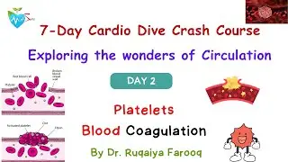Day 2 Physiology Crash Course on Circulation by Dr Ruqaiya Medsparkles