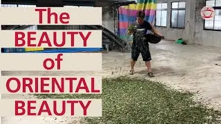 Beipu and Emei: The Beauty of Oriental Beauty
