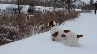 Brittany Spaniel in the Snow (10 months old)