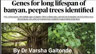 Genes for plant longevity identified in Ficus sp.