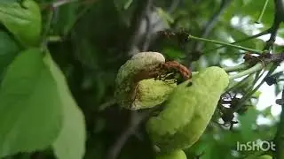 Что это со сливой???